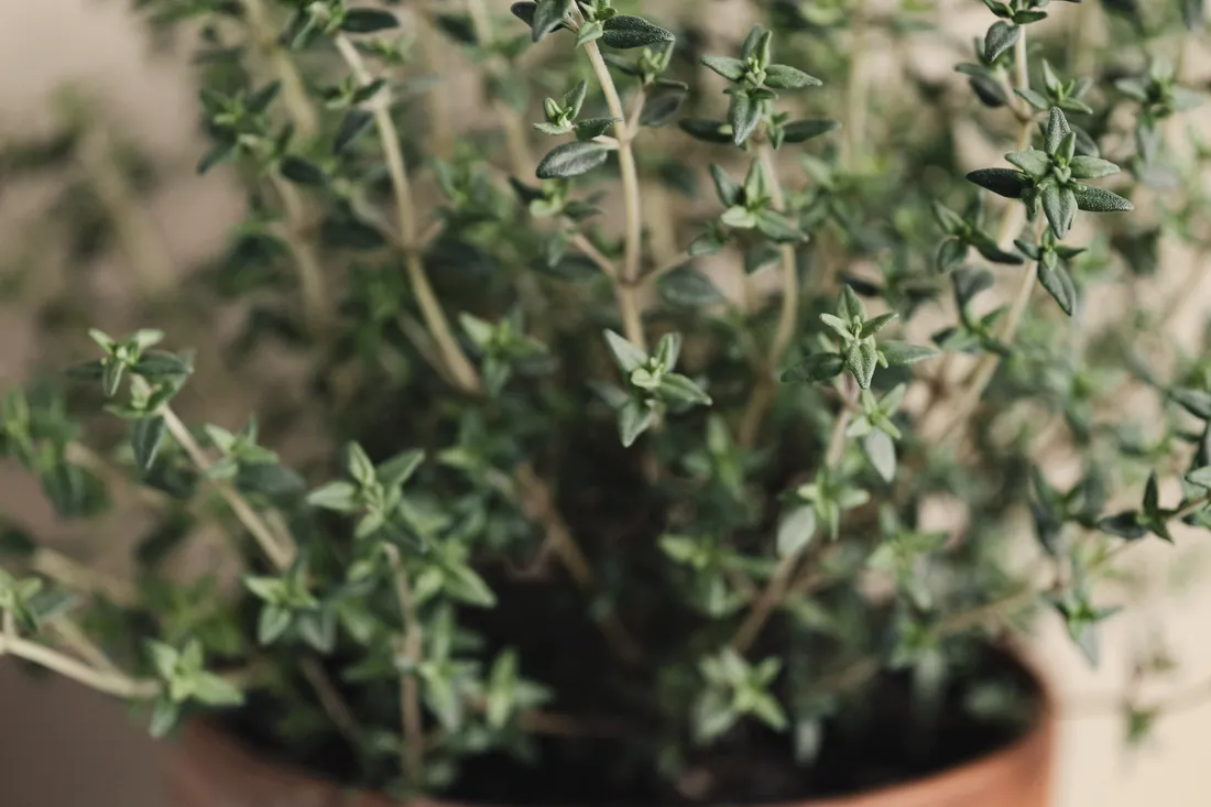 A pot of fresh thyme in soft focus against a warm, neutral background.
